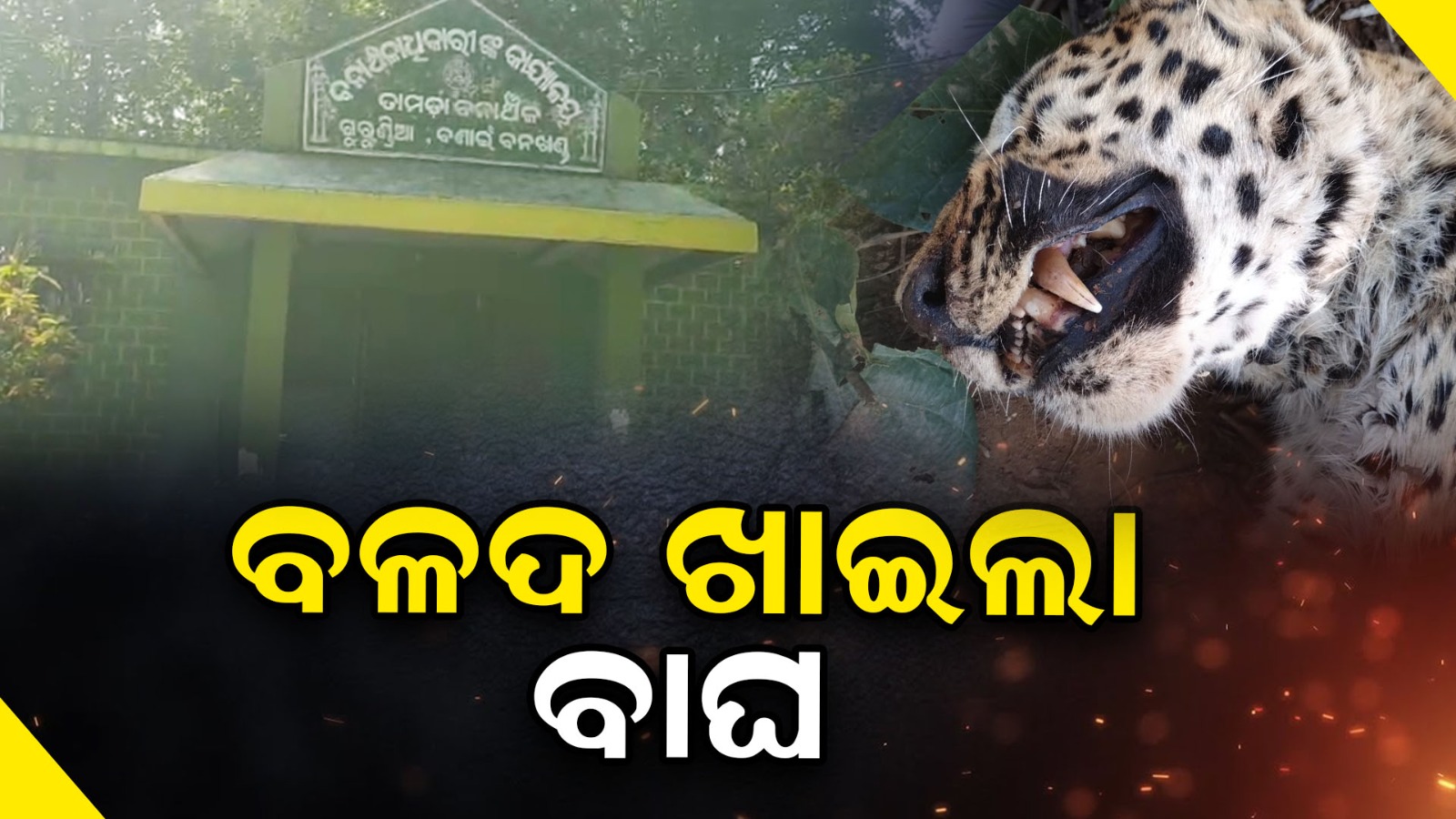 ବିଷାକ୍ତ ବଳଦ ମାଂସ ଖାଇ କଲରାପତରିଆ ବାଘର ମୃତ୍ୟୁ