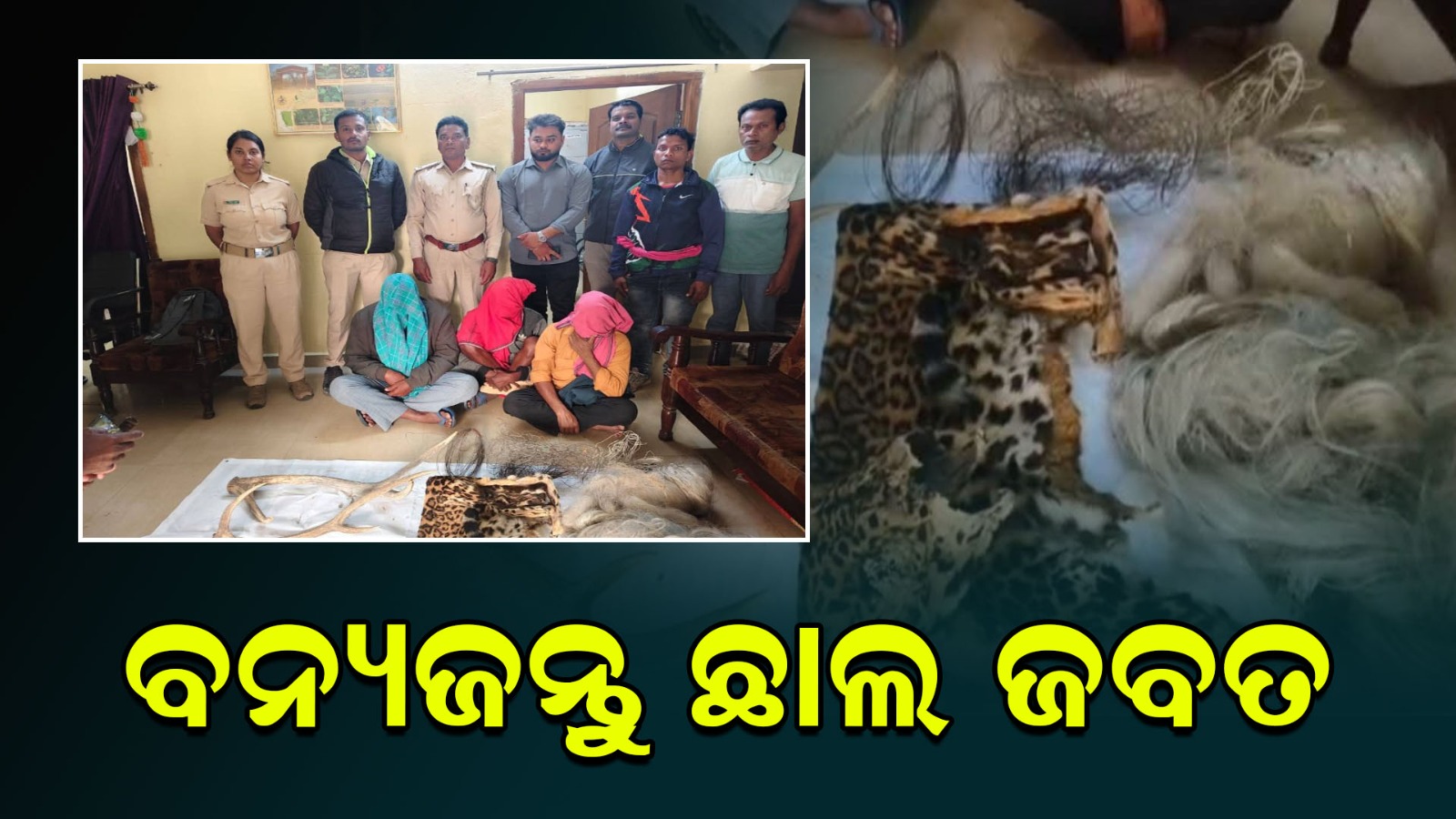 ବନ୍ୟଜନ୍ତୁ ଛାଲ ଜବତ: ଚିତା ବାଘ ଛାଲ ସହ ୬ ଗିରଫ